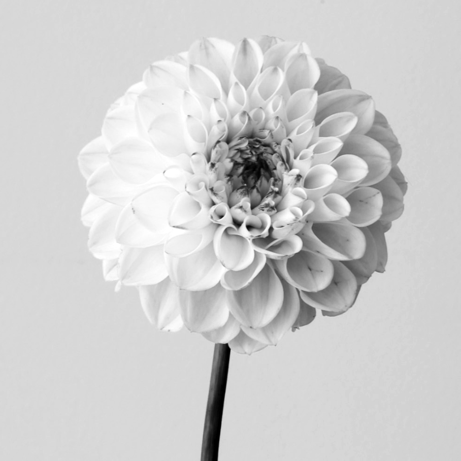 Masjamols dahlia